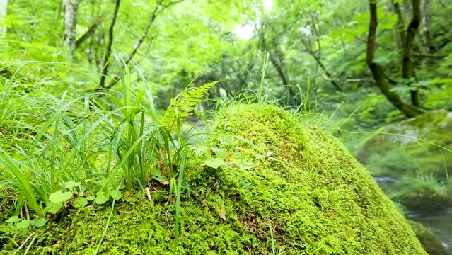 山奥の秘境。マイナスイオンたっぷりの渓流風景