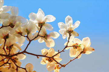 Elegant White Flowers Blossoming Under the Sun's Radiance