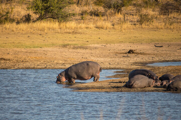 Naklejka na ściany i meble A hippopotamus leave the pod to enter the water