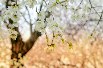 Obraz premium Elegant White Flowers Blossoming Under the Sun's Radiance