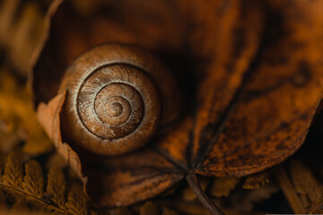 snail on wood © Neil
