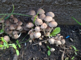 Mushrooms in the Garden: A Close-Up of Nature’s Fungi
