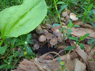 Mushrooms in the Garden: A Close-Up of Nature’s Fungi
