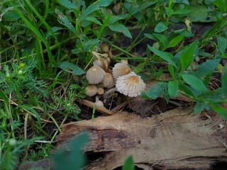Mushrooms in the Garden: A Close-Up of Nature’s Fungi
