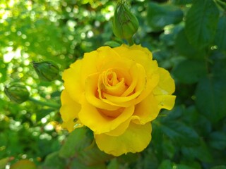 Elegant yellow Roses in Full Bloom