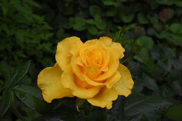 Elegant yellow Roses in Full Bloom
