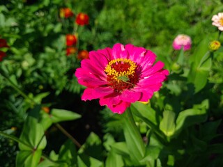 Fototapeta premium Violet Yellow Zinnia in Full Bloom