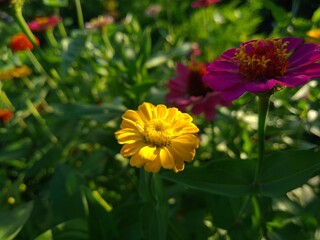 Vibrant Yellow Zinnia in Full Bloom