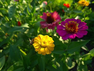 Vibrant Yellow Zinnia in Full Bloom