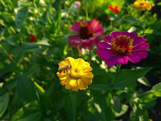 Vibrant Yellow Zinnia in Full Bloom