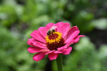 Fototapeta premium Vibrant Purple Zinnia in Full Bloom
