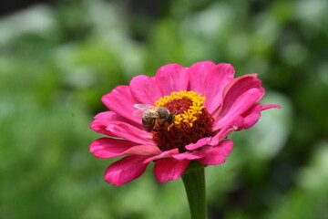 Vibrant Purple Zinnia in Full Bloom