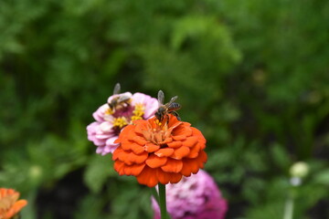 Red Yellow Zinnia in Full Bloom