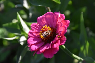 Obraz premium Vibrant Purple Zinnia in Full Bloom