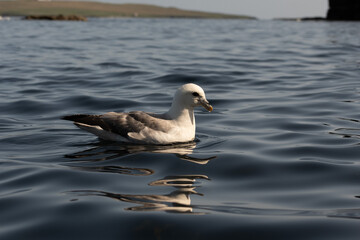 seabird reflections