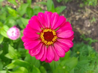 Fototapeta premium Vibrant Purple Zinnia in Full Bloom