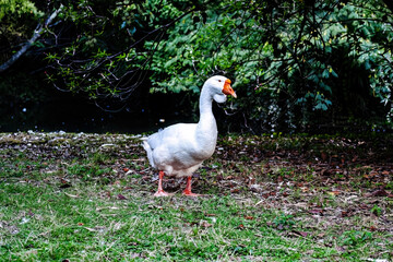 white goose standing on green grass