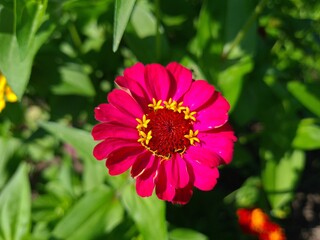 Vibrant Purple Zinnia in Full Bloom