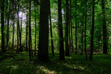 Moss wrapped part of broken hornbeam lying
