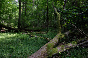 Moss wrapped part of broken hornbeam lying