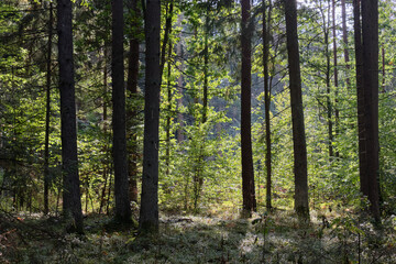 Fototapeta premium Shady mixed tree stand in morning