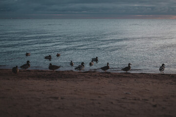 birds on the beach