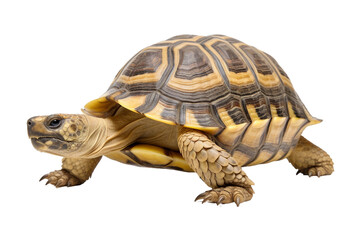 Obraz premium full body turtle isolated on a transparent background, isolated close up box turtle. Generative AI