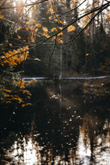 Golden trees over the river