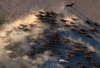 Wild Yilki Horses (Vahşi Yılkı Atları) in the Dust Drone Photo, Hürmetci Village Hacılar,...
