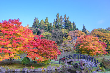 Obraz premium 中野ダム公園の紅葉