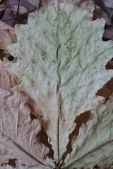 dry leaves of various plants, autumn herbarium