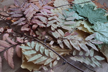 dry leaves of various plants, autumn herbarium