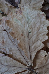 dry leaves of various plants, autumn herbarium