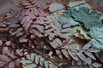 dry leaves of various plants, autumn herbarium