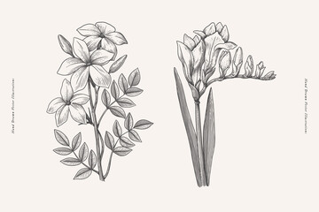 Jasmine and freesia in engraving style. Summer garden flowers, vector illustration. Botanical illustration for floral design in perfumery and cosmetology. - obrazy, fototapety, plakaty