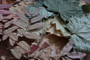 dry leaves of various plants, autumn herbarium