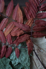 dry leaves of various plants, autumn herbarium