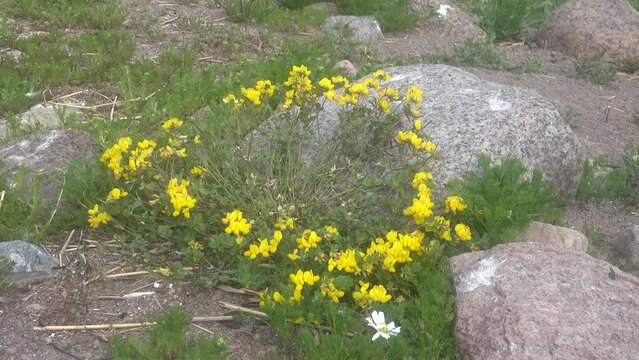 Deervetch (Lotus sp. probably L. ruprechtii) on islands of eastern part Gulf of Finland, Baltic. Herb grows in colony of seabirds, plant species resistant to nitrogen-phosphorus salts and trampling