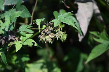 Japanese hop ( Humulus japonicus ) fruits. Cannabaceae dioecious annual vine. Flowering period is from August to October. It spreads all over and gets entangled with other plants.
