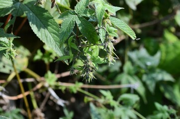 Japanese hop ( Humulus japonicus ) fruits. Cannabaceae dioecious annual vine. Flowering period is from August to October. It spreads all over and gets entangled with other plants.