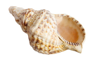 empty sea shell of charonia mollusk isolated on white background
