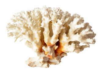 twig of white coral branch isolated on white background