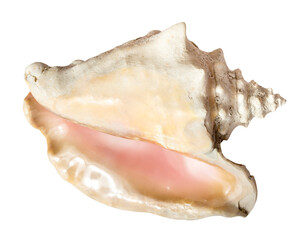 empty conch of mollusk isolated on white background