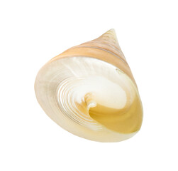 empty spiral shell of sea snail isolated on white background