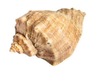 dried sea shell of rapana mollusk isolated on white background