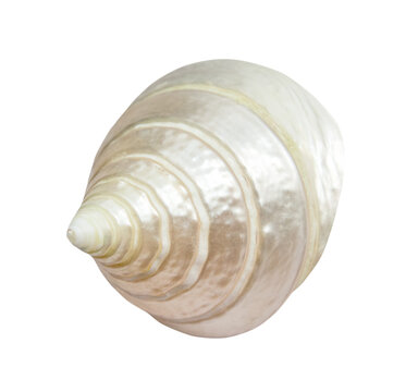 dried spiral shell of sea snail isolated on white background