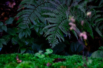 green fern in the forest