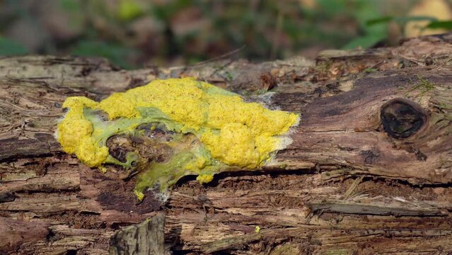 Fuligo septica as yellowplasmodium on a fallen dead tree trunk.