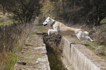 Adult female dog happily jumping a ditch in freedom