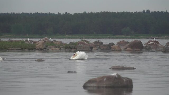 Mute swans (Cygnus olor) in Baltic sea. Males take graceful attractive poses, graceful carriage of head, fluid action, but... in this way they express hatred towards neighbor. Territorial behavior